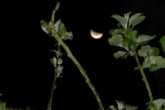 moon_eclipse1